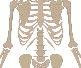 Distal Humerus