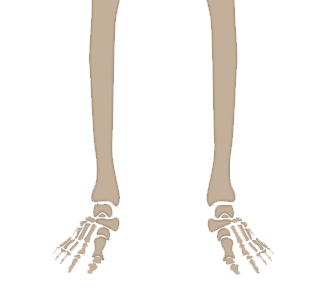 Distal Tibia