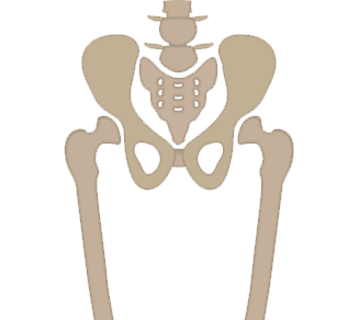 Femur Shaft