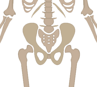 Proximal Femur