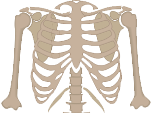 Proximal Humerus