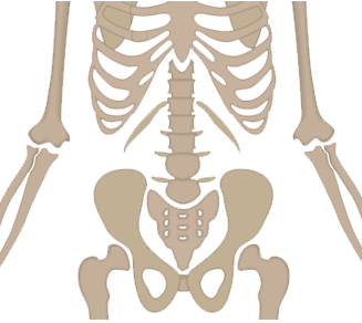 Radius/Ulna Shaft